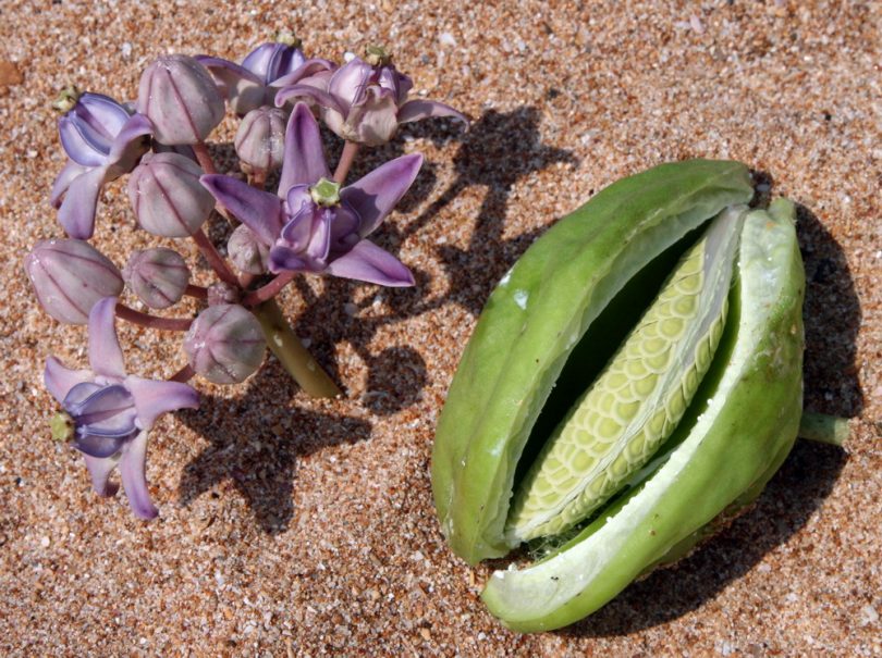 Image of Calotropis gigantea specimen.