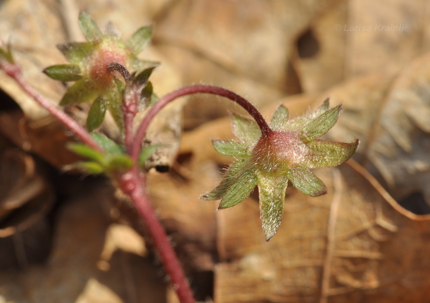 Image of Potentilla fragarioides specimen.