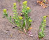 Alyssum turkestanicum var. desertorum