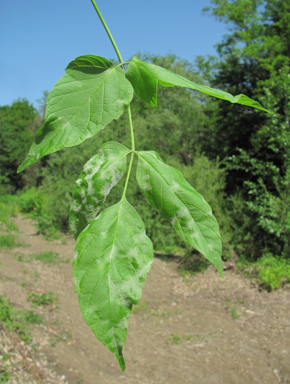 Image of Acer negundo specimen.