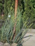 Linaria genistifolia. Цветущие растения. Крым, Карадагский заповедник, биостанция, клумба. 9 июня 2020 г.