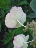 Hydrangea paniculata