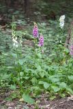 Digitalis purpurea. Цветущие растения. Санкт-Петербург, Курортный р-н, окр. г. Зеленогорск, на лесной поляне, самосев из культуры. 29.06.2020.