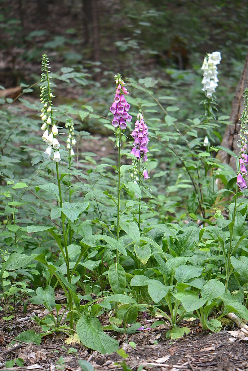 Изображение особи Digitalis purpurea.