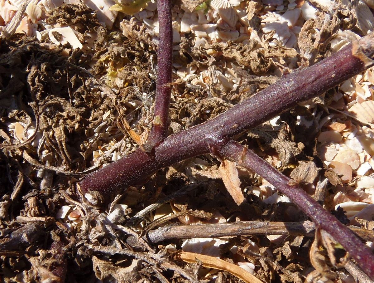 Image of Verbascum pinnatifidum specimen.