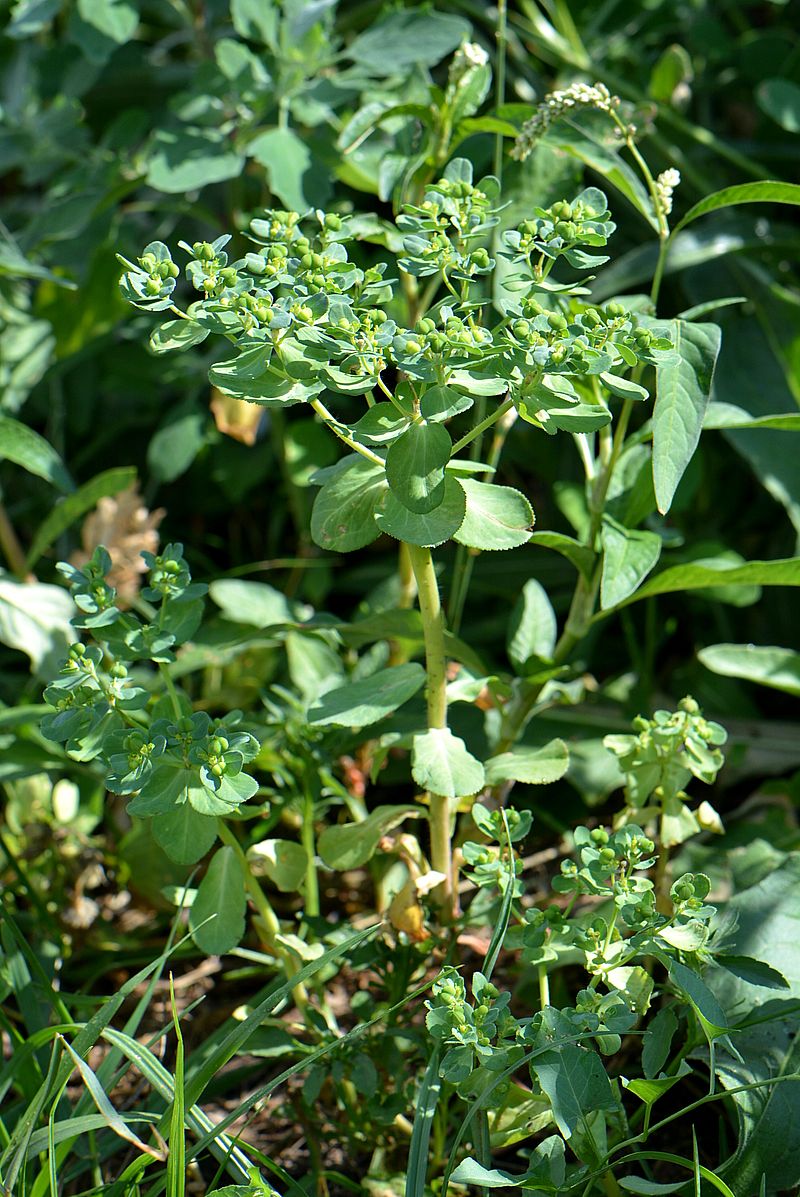 Изображение особи Euphorbia helioscopia.