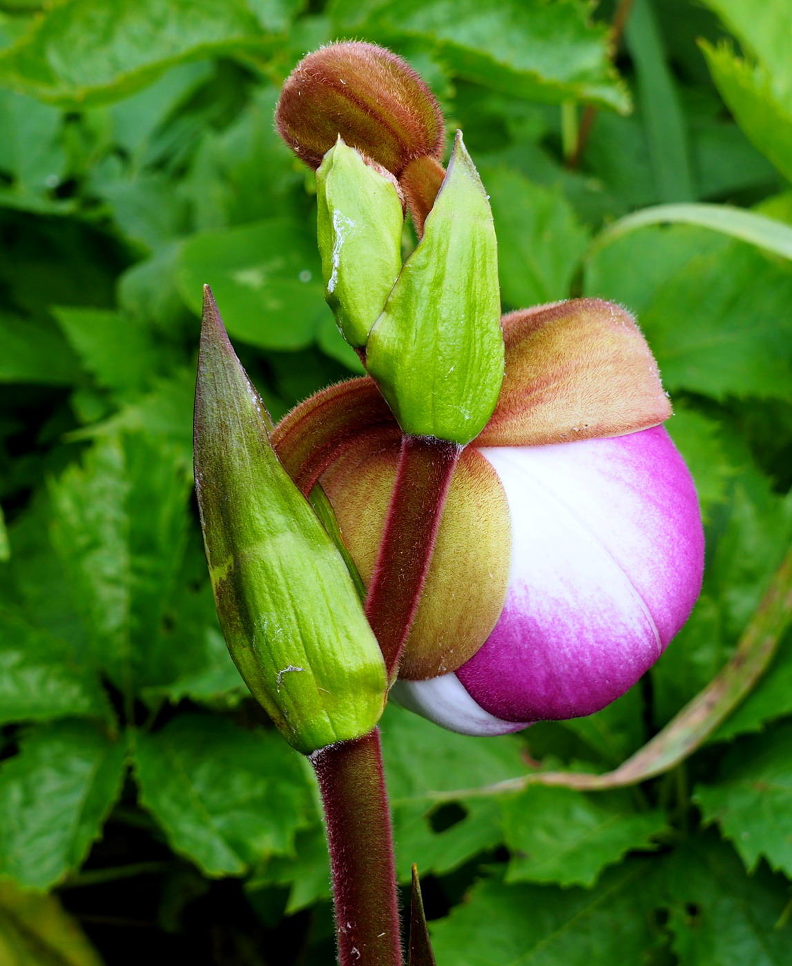 Image of Phragmipedium kovachii specimen.