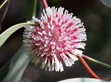 Hakea laurina. Соцветие. Испания, автономное сообщество Каталония, провинция Жирона, комарка Баш-Эмпорда, муниципалитет Палафружель, ботанический сад \"Кап-Роч\". 08.12.2019.