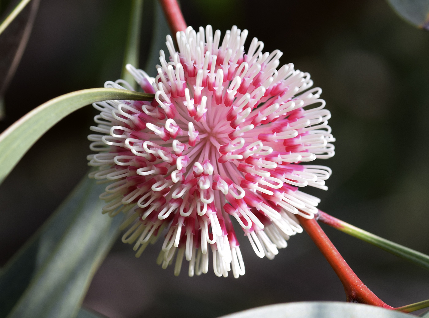 Image of Hakea laurina specimen.