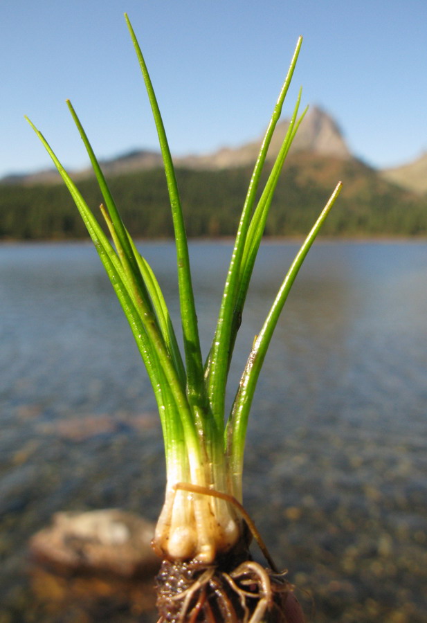 Изображение особи Isoetes echinospora.