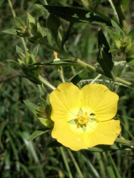 Изображение особи Ludwigia elegans.