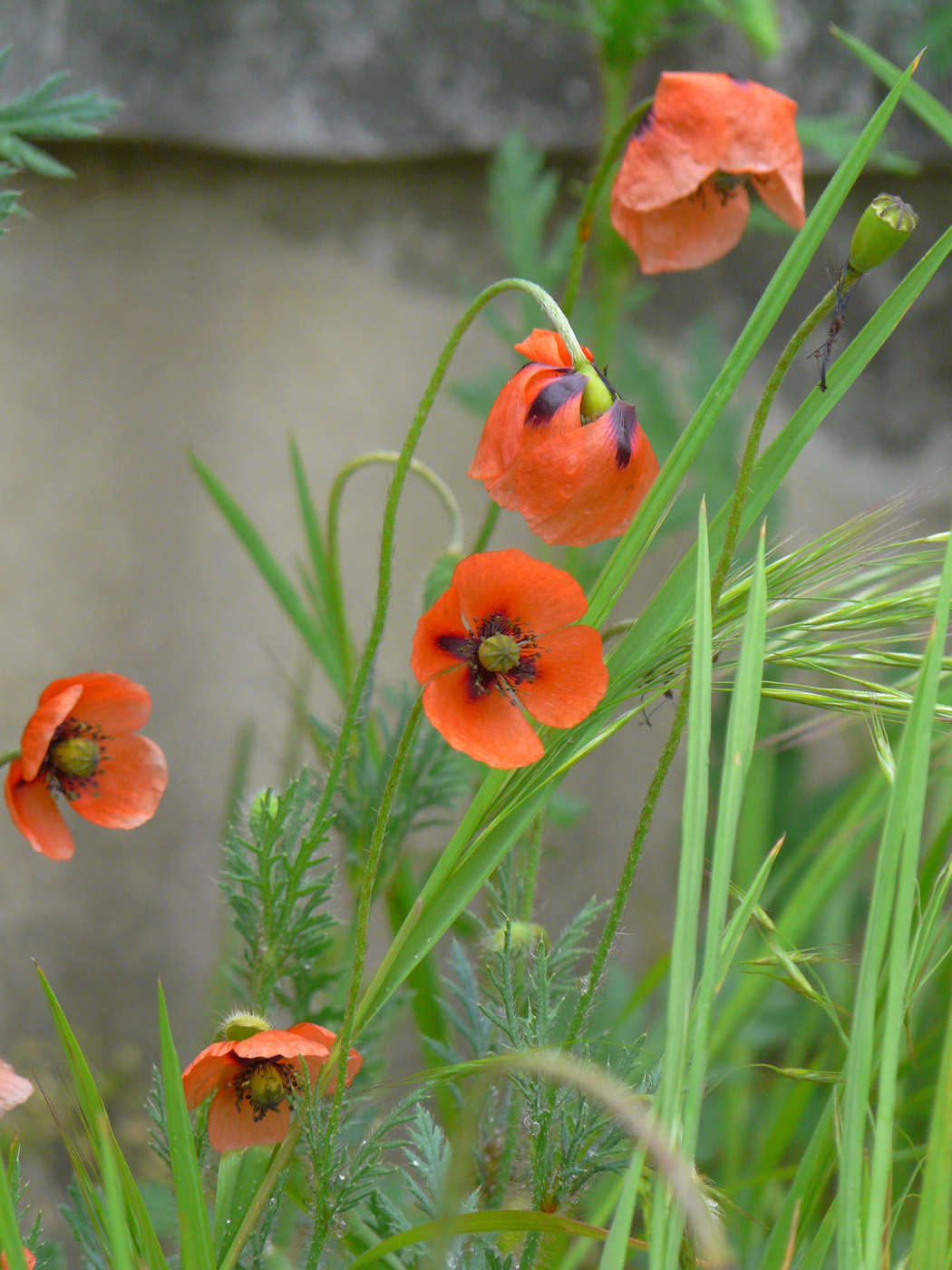 Изображение особи Papaver stevenianum.