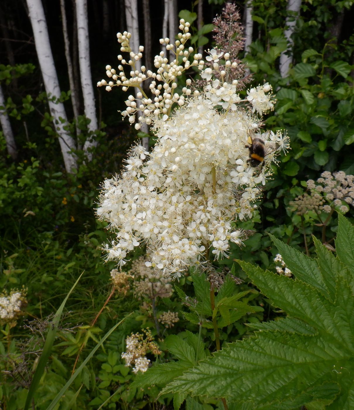 Изображение особи Filipendula ulmaria.