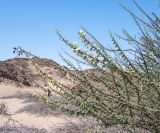 Vachellia reficiens