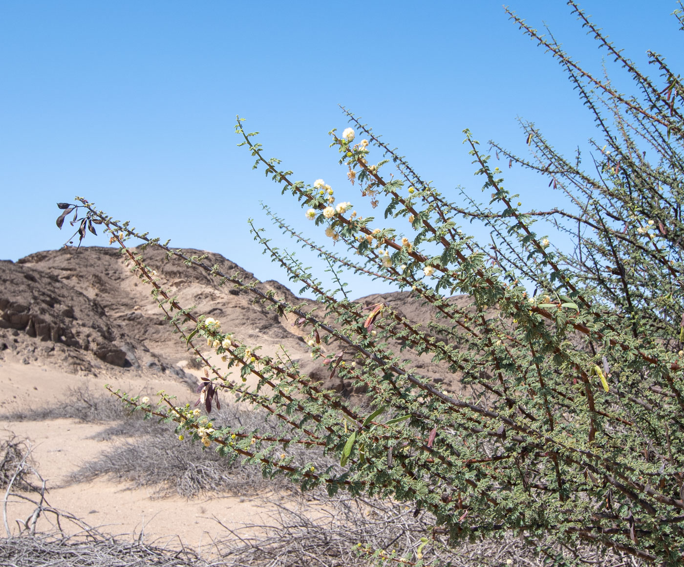 Изображение особи Vachellia reficiens.