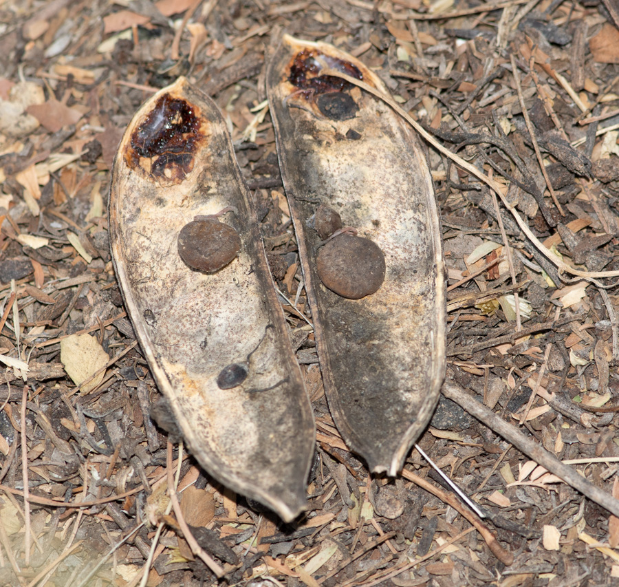 Image of Vachellia hebeclada specimen.