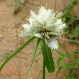 Cyperus niveus