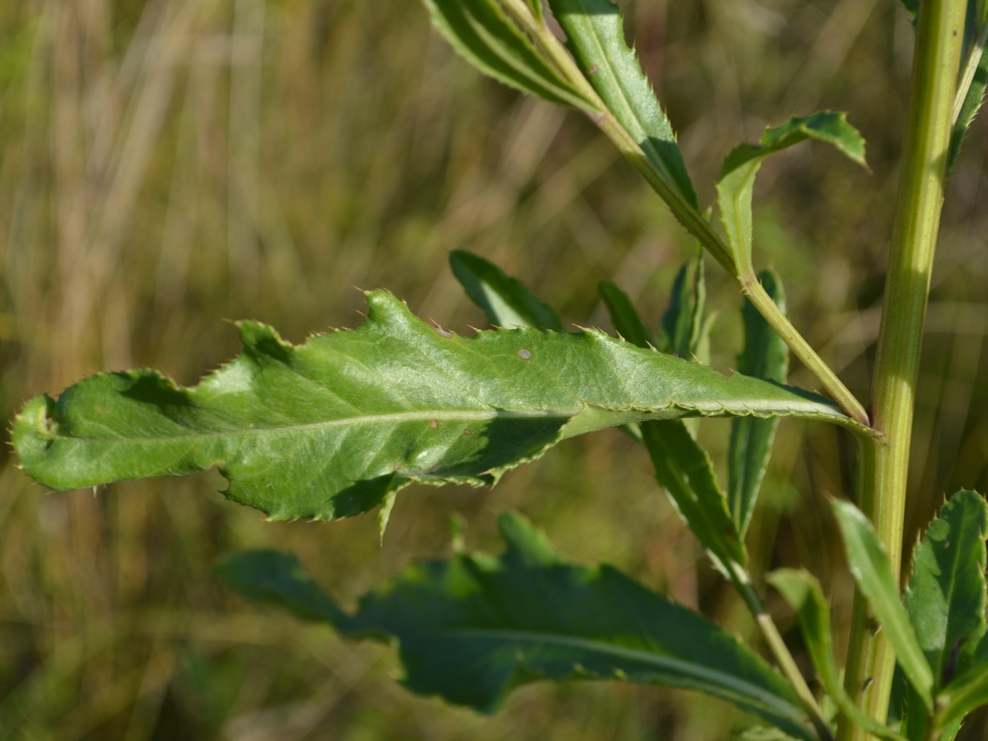 Изображение особи Cirsium setosum.