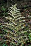 Athyrium filix-femina. Верхушка вайи в осенней окраске. Московская обл., гор. округ Солнечногорск, долина р. Горетовка, смешанный лес. 25.10.2020.