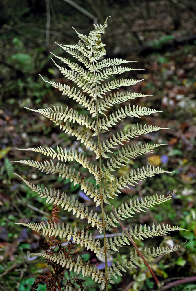 Image of Athyrium filix-femina specimen.