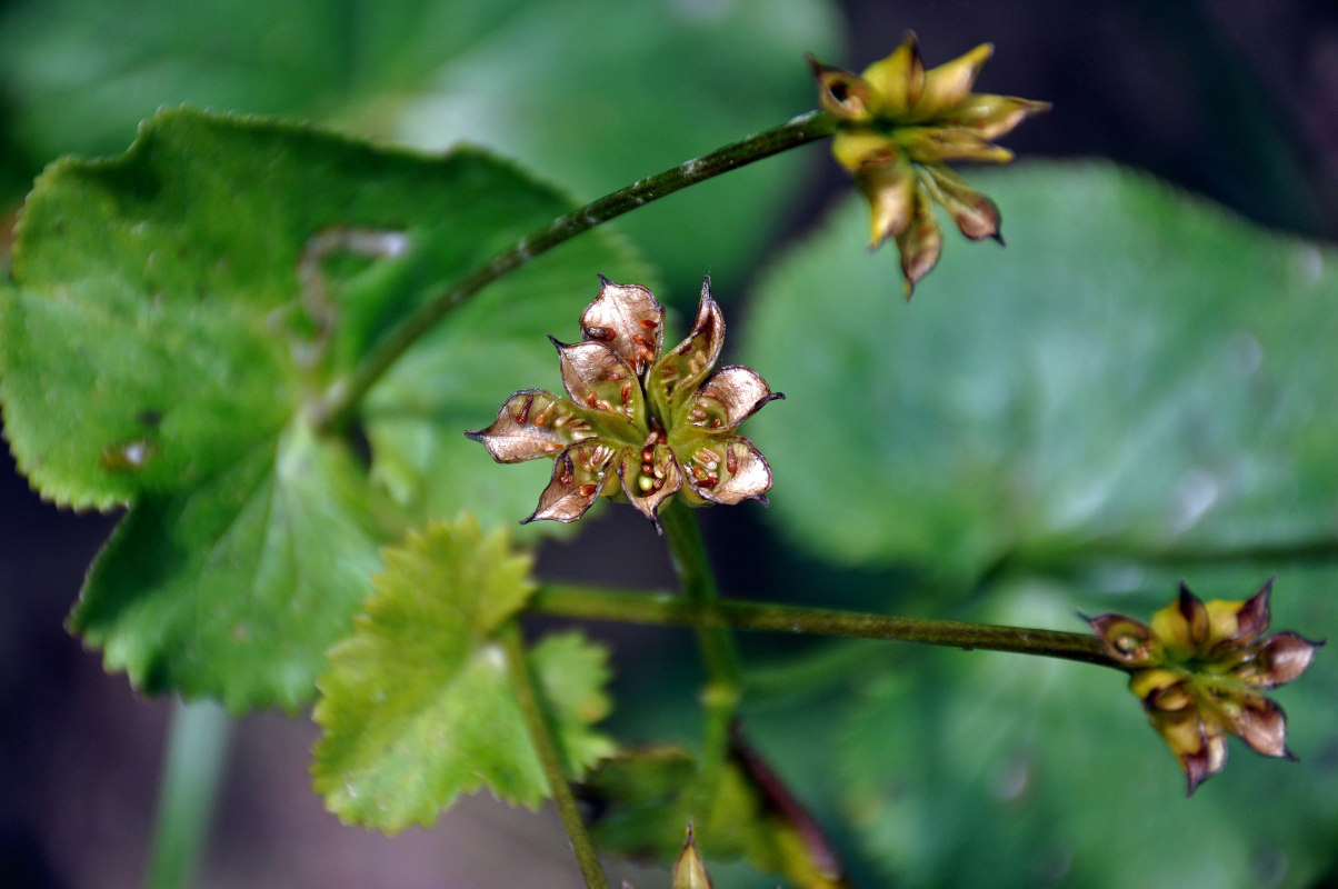 Image of Caltha palustris specimen.