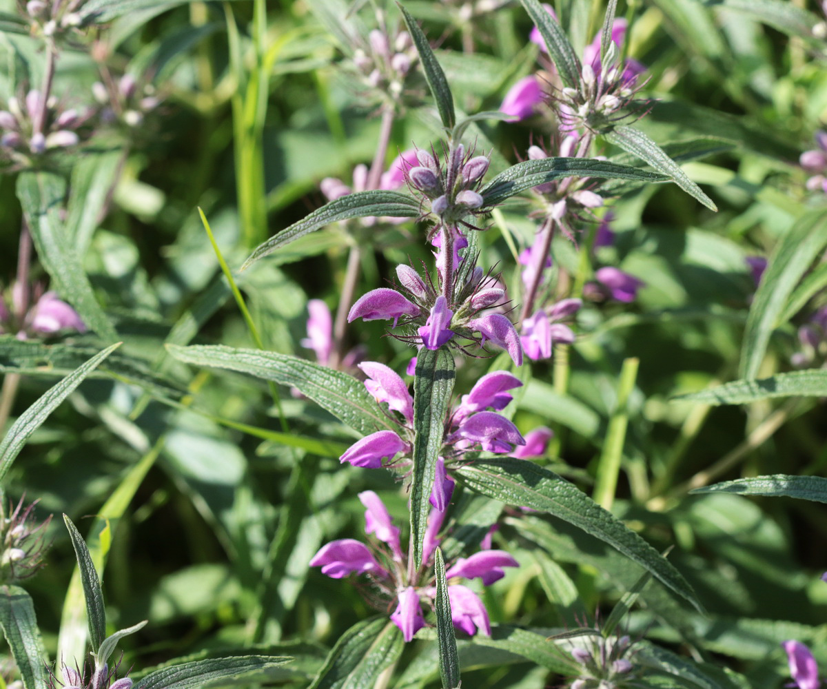 Image of Phlomis pungens specimen.