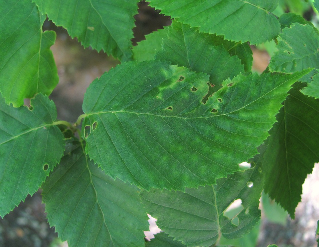 Изображение особи Carpinus betulus.