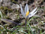 Crocus alatavicus