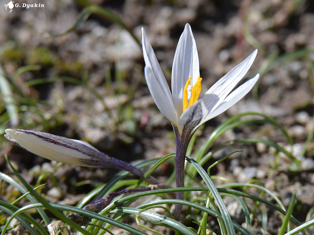 Изображение особи Crocus alatavicus.