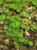 Androsace sempervivoides