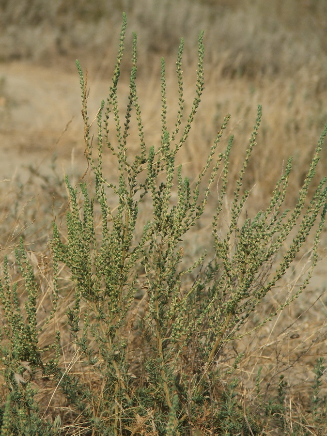 Изображение особи Salsola laricina.