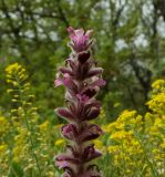 Ajuga orientalis