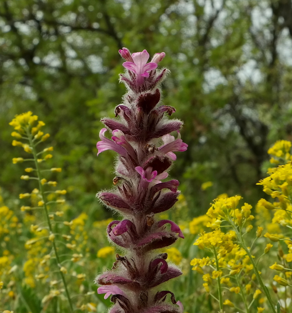 Image of Ajuga orientalis specimen.