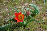 Tulipa suaveolens