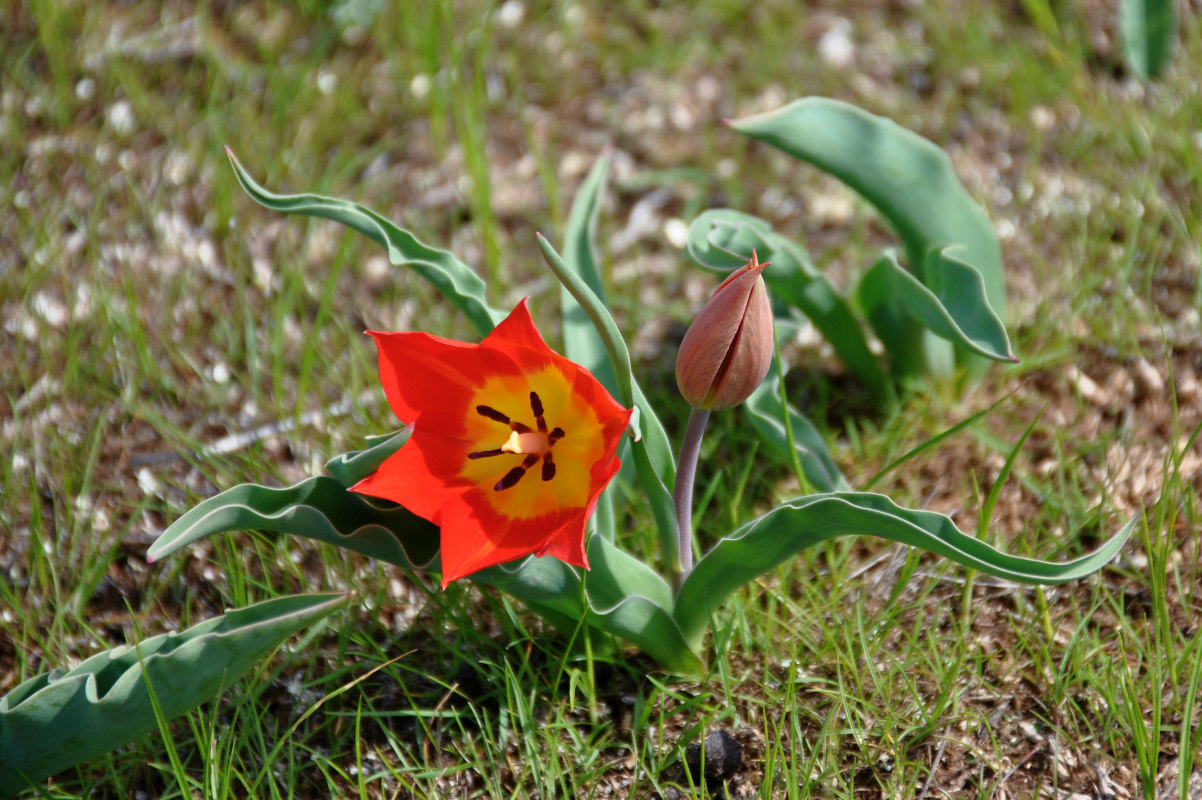 Изображение особи Tulipa suaveolens.