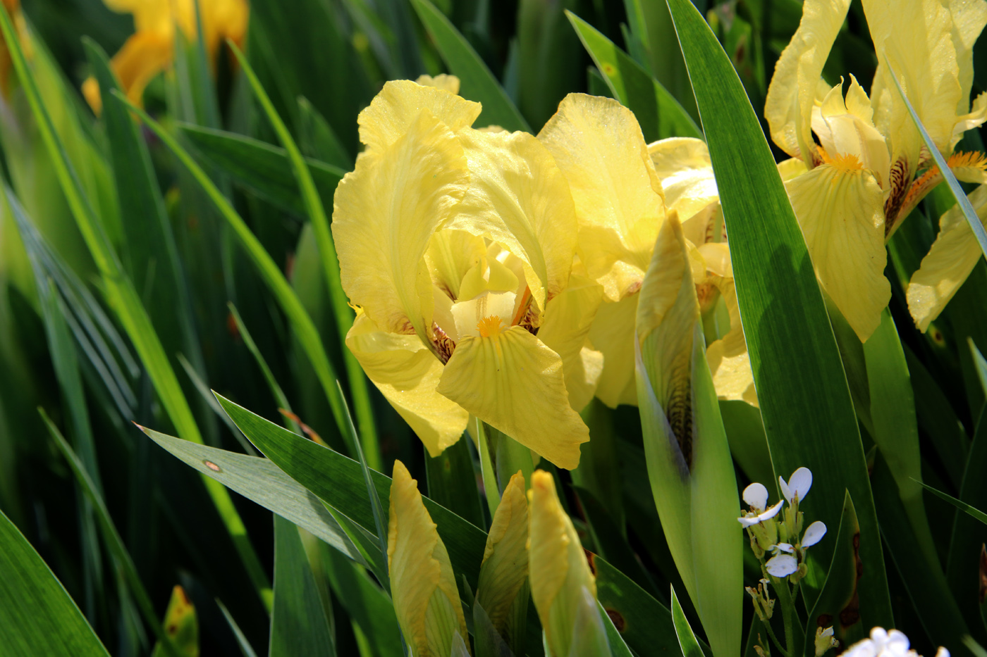 Image of Iris &times; hybrida specimen.