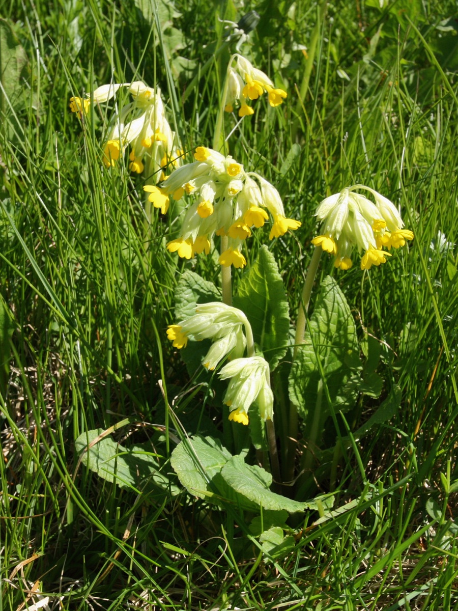 Image of Primula veris specimen.