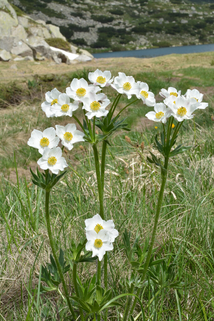 Image of Anemonastrum narcissiflorum specimen.