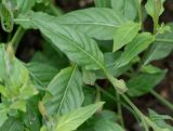 Oenothera rosea