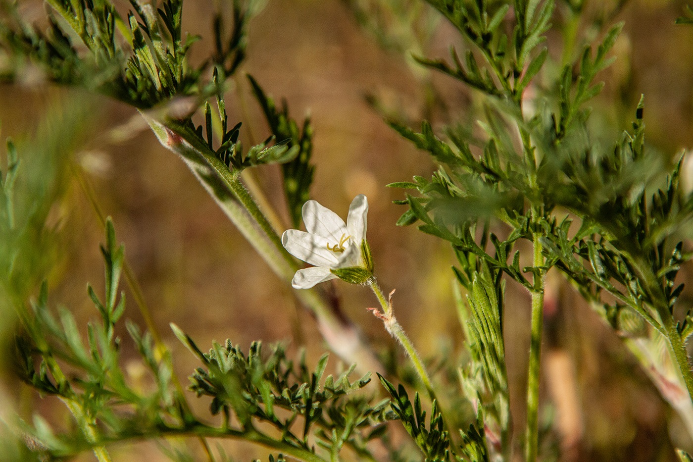 Image of Erodium stevenii specimen.