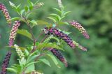 Phytolacca americana