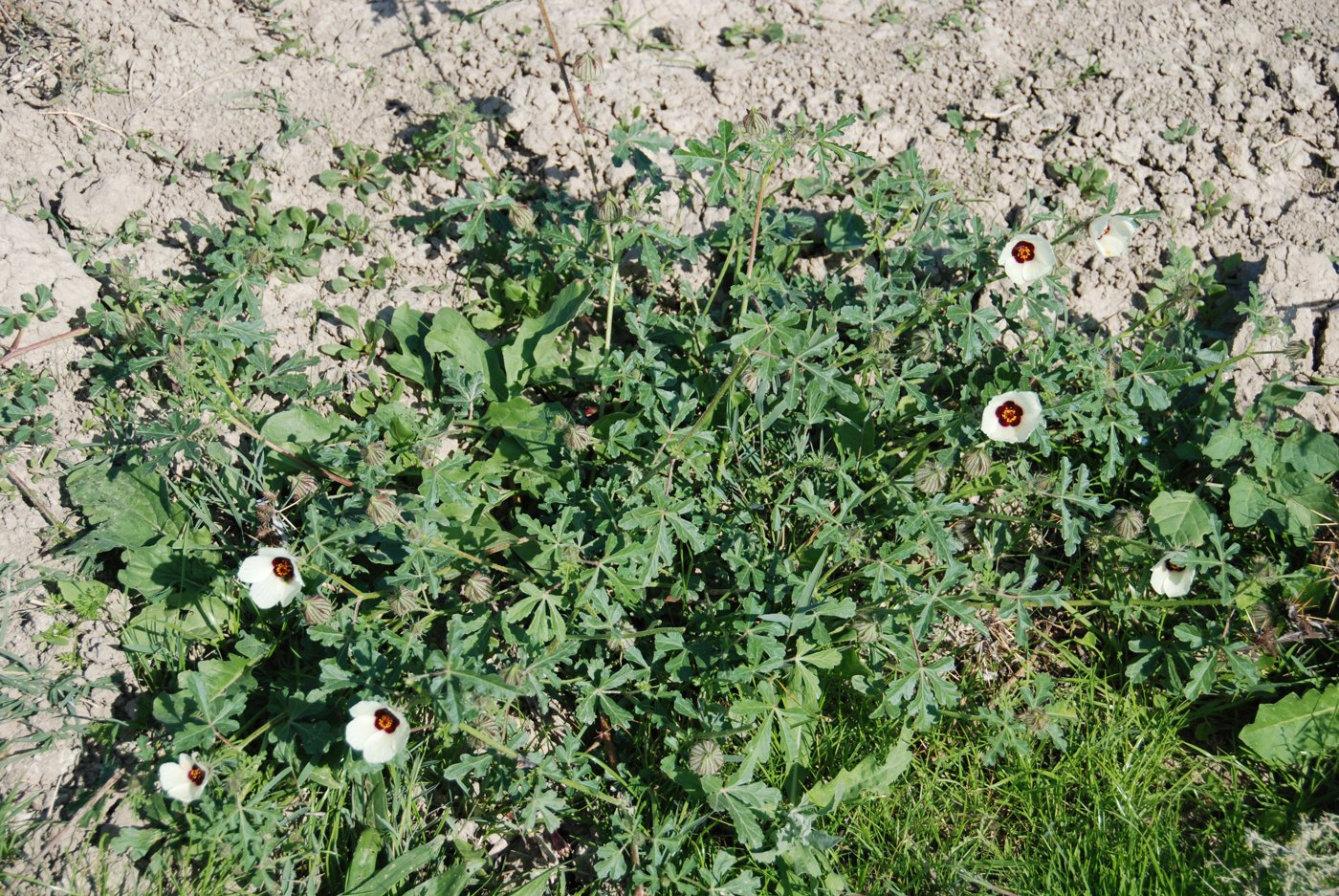 Изображение особи Hibiscus trionum.