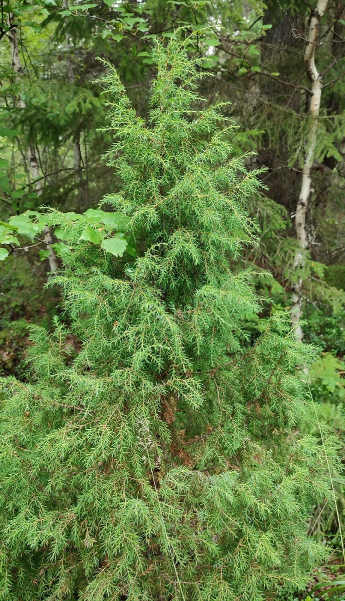 Изображение особи Juniperus communis.