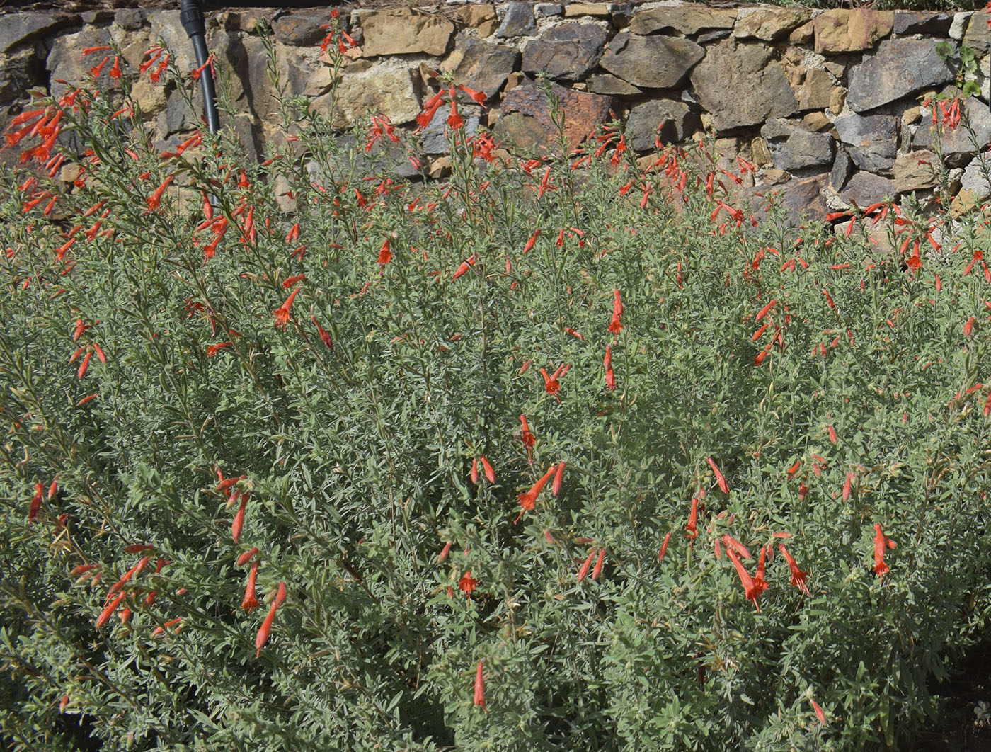 Изображение особи Epilobium canum.