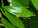 Cocculus laurifolius. Лист. Республика Абхазия, г. Сухум, Сухумский ботанический сад, в культуре. Июль 2021 г.