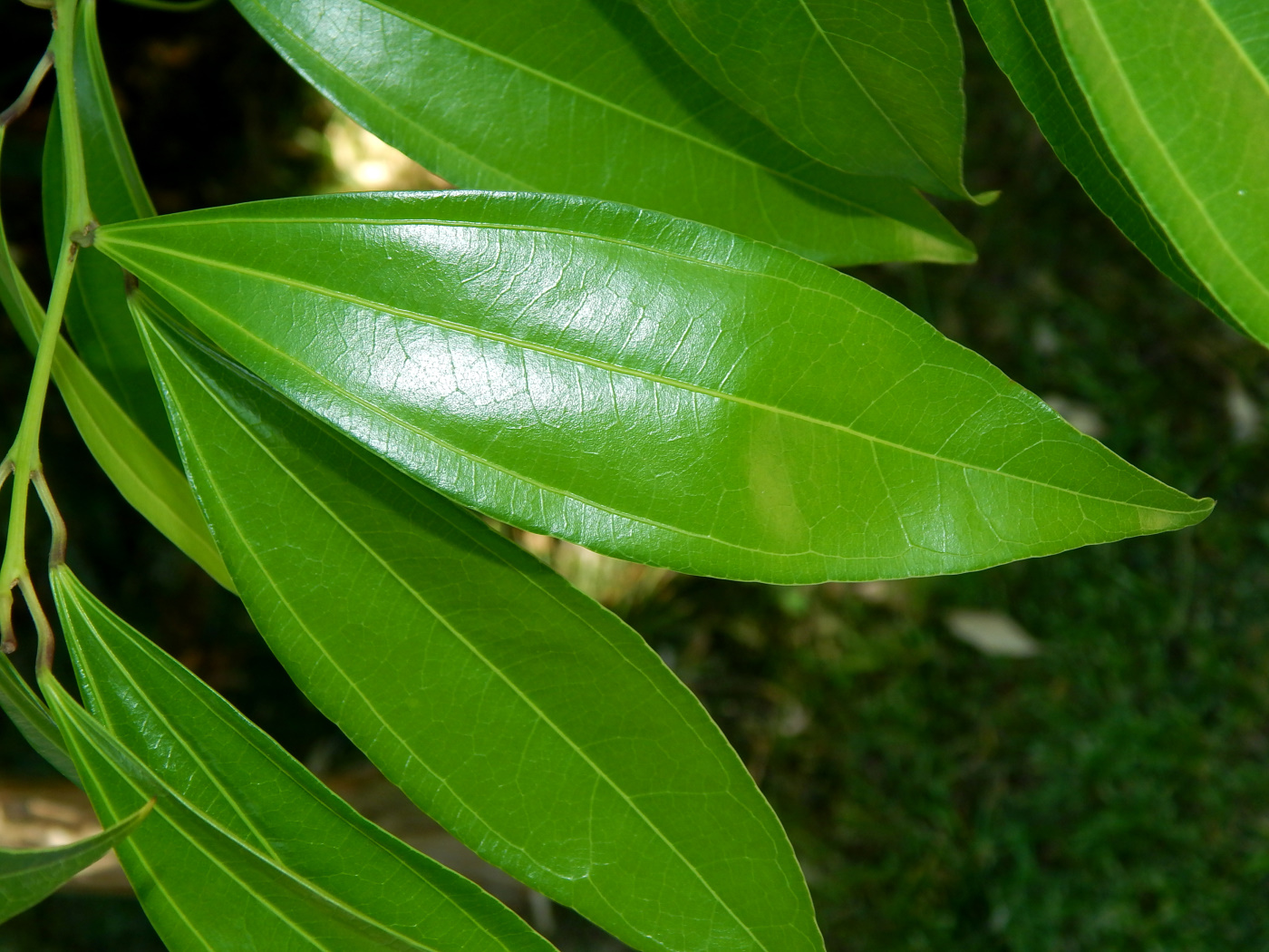 Изображение особи Cocculus laurifolius.