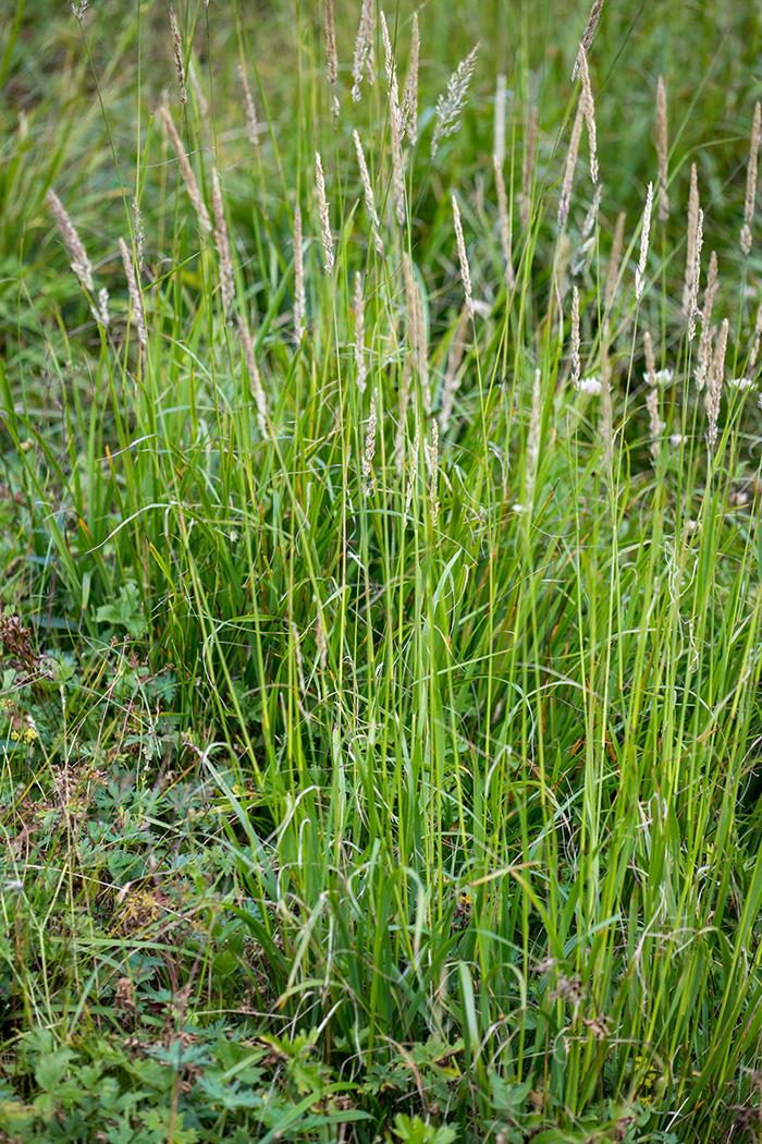 Image of Calamagrostis arundinacea specimen.