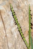 Image of taxon representative. Author is Татьяна Мальчинская