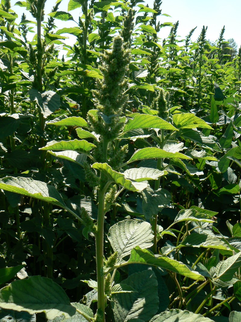 Image of Amaranthus retroflexus specimen.