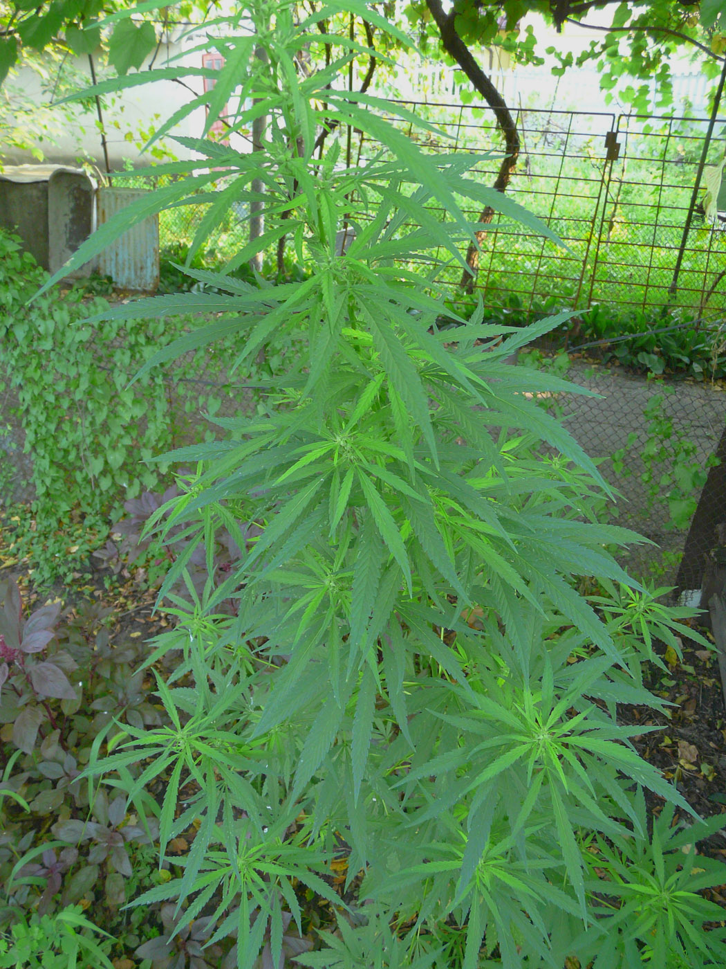 Image of Cannabis sativa var. spontanea specimen.